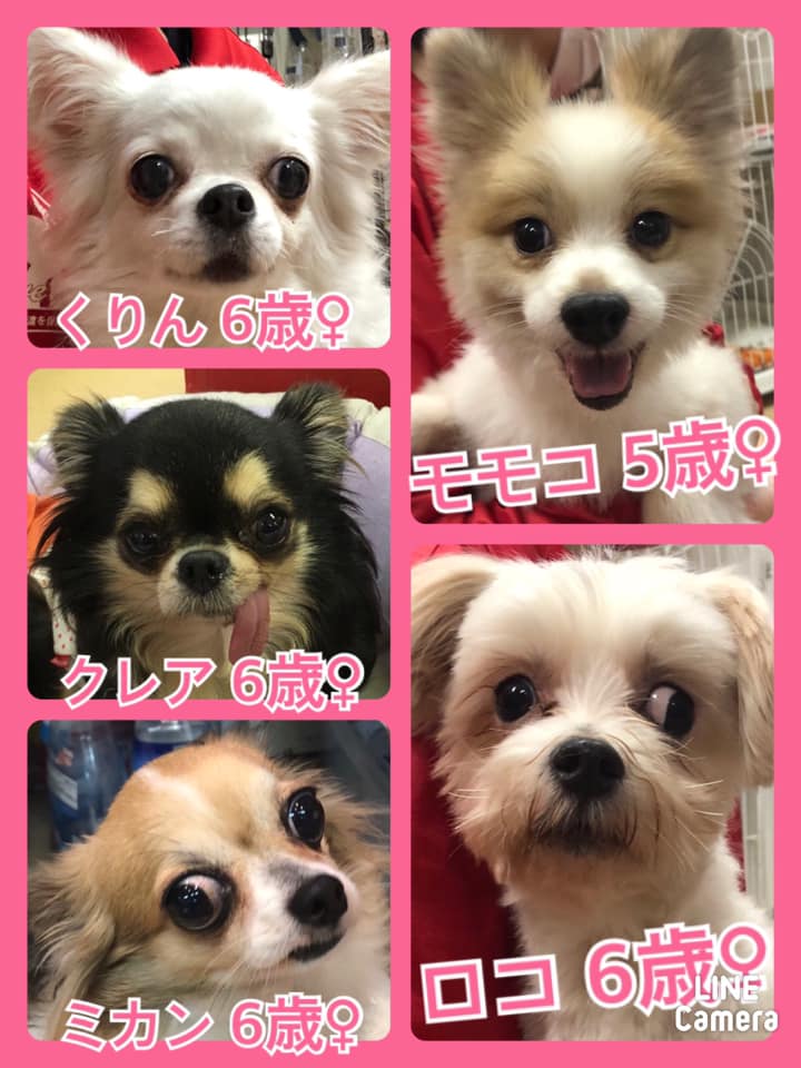 🐾今日の里親様募集中ワンコ🐶メンバーです🐾2020,11,20